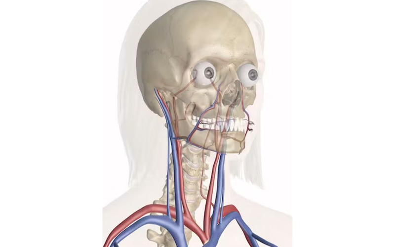 Mô hình giải phẫu mặt cắt dọc giữa đầu