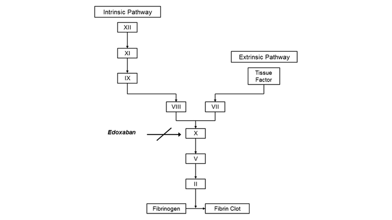 Sơ đồ cơ chế hoạt động của Edoxaban
