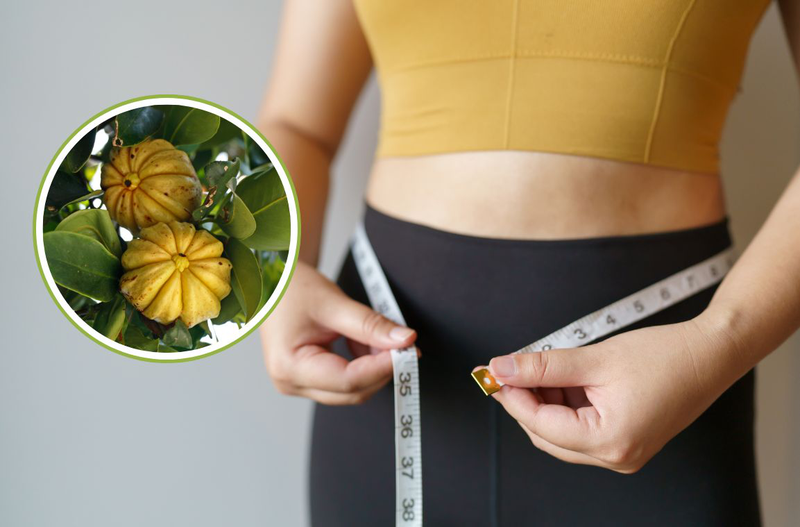 Garcinia Cambogia là gì và có tác dụng gì 2