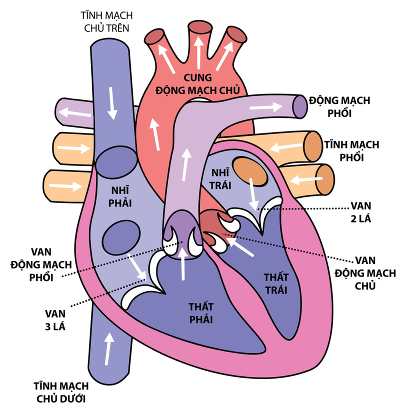 Tĩnh mạch phổi đổ lạc chỗ là gì? Triệu chứng và phương pháp điều trị 1