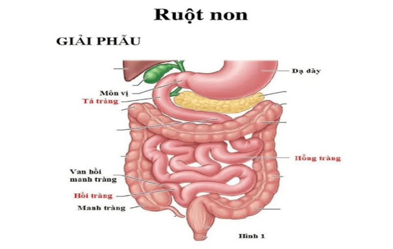 Hoi-trang-la-gi 2.png