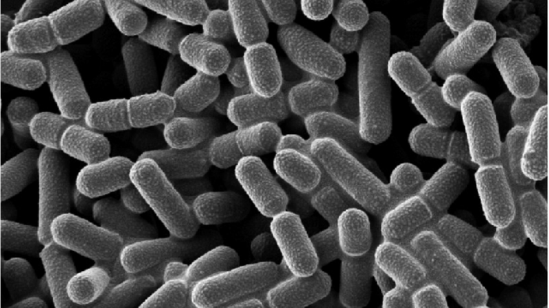 Lactobacillus paracasei và vai trò đối với cơ thể người 1