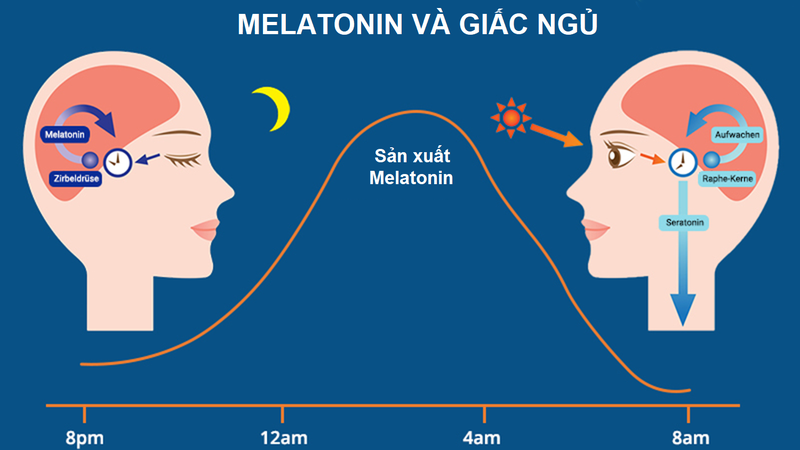 Lạm dụng uống melatonin có hại không 1