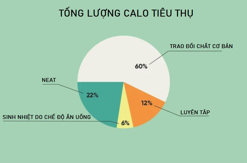 NEAT là gì? NEAT và vấn đề kiểm soát cân nặng 1