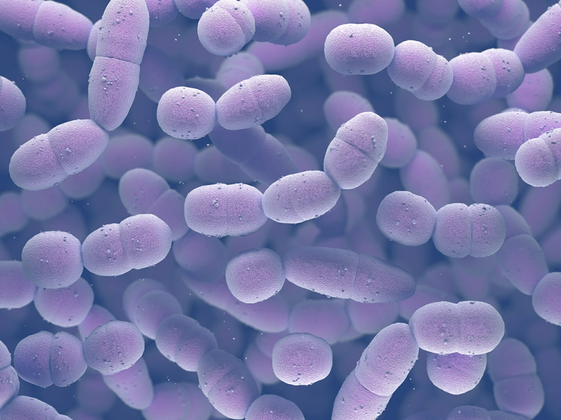 Streptococcus pneumoniae gây ra những bệnh gì? 1