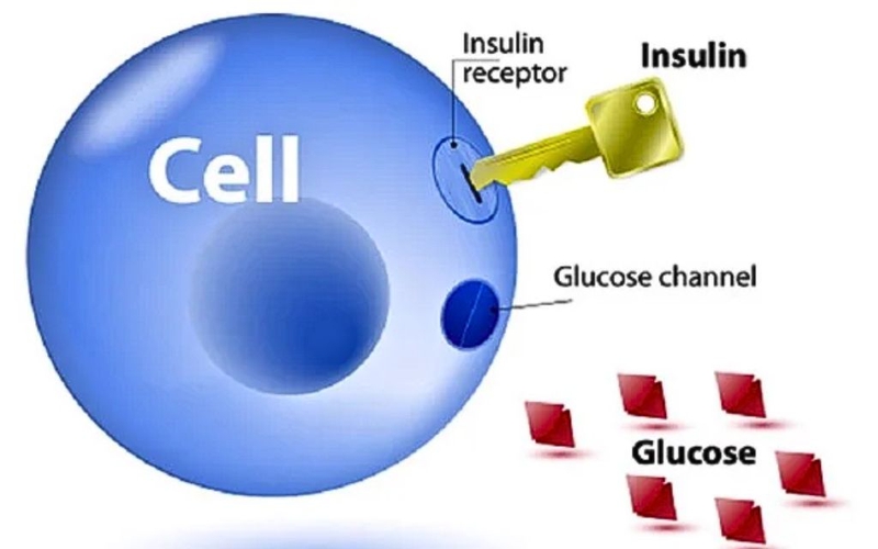 Tăng insulin máu là gì? Nguyên nhân, triệu chứng và điều trị tăng insulin máu 1
