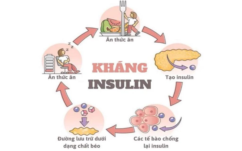 Tăng insulin máu là gì? Nguyên nhân, triệu chứng và điều trị tăng insulin máu 2