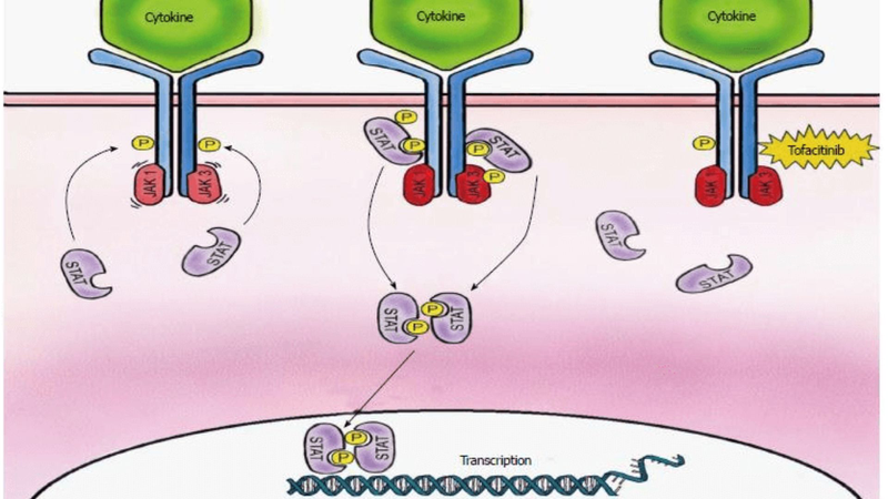 Tofacitinib giúp kiểm soát phản ứng viêm trong bệnh viêm khớp dạng thấp bằng cách ức chế hoạt động của enzyme Janus kinase (JAK)