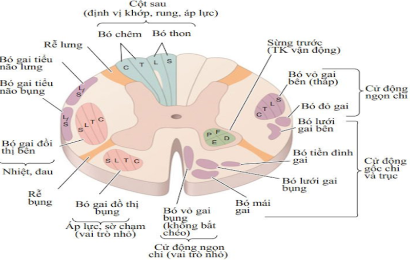 Tuỷ sống và những điều cần biết 2.png