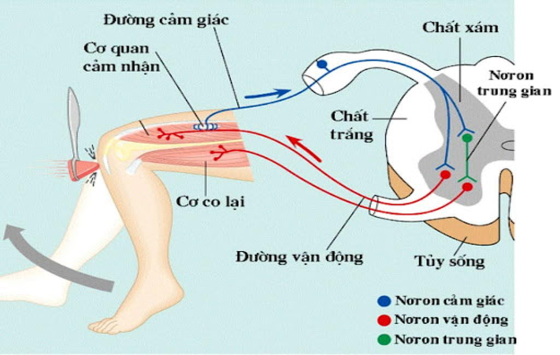 Tuỷ sống và những điều cần biết 3.png