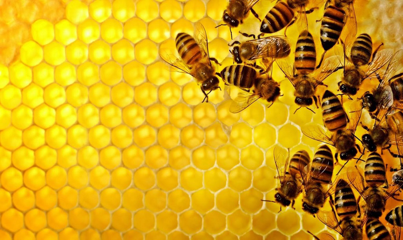 Xịt họng keo ong là gì? Xịt họng keo ong có dùng được cho bà bầu không? 1