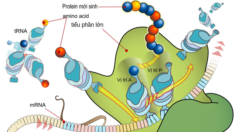 Acid fusidic là gì? Công dụng và những lưu ý khi dùng 2.jpg