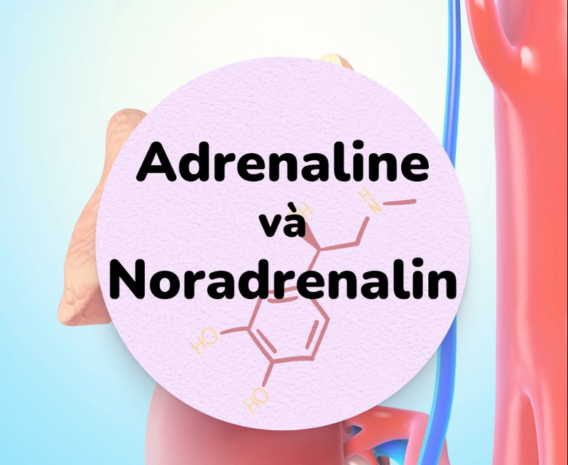 adrenaline-va-noradrenaline-cap-cuu-tim-mach-khac-nhau-nhu-the-nao 1.jpg