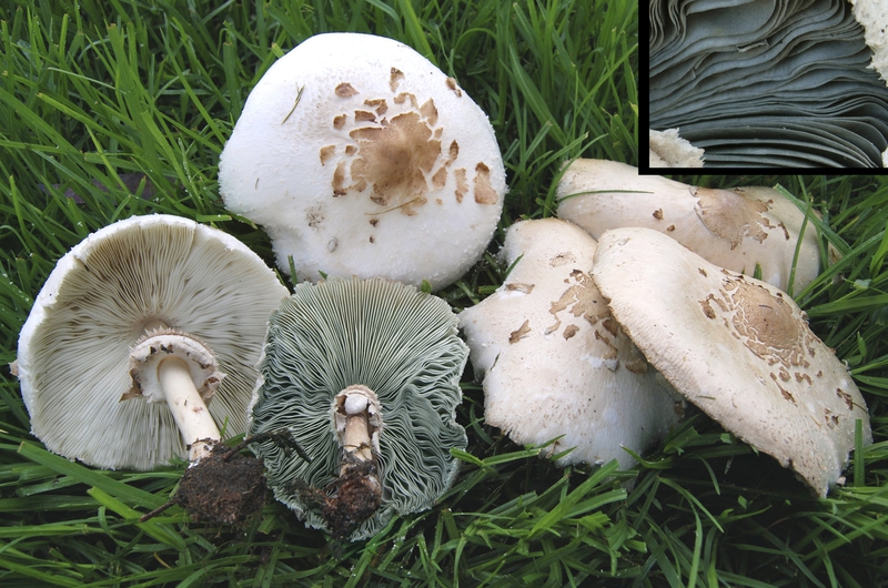 Amanita toxin có trong thực phẩm nào?4