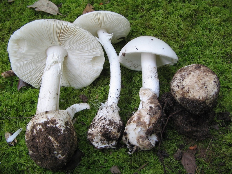 Amanita toxin có trong thực phẩm nào?1