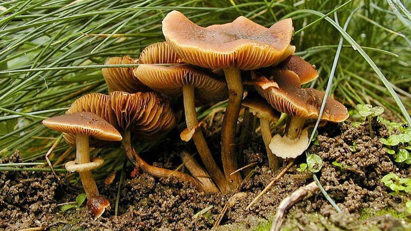 Amanita toxin có trong thực phẩm nào?3