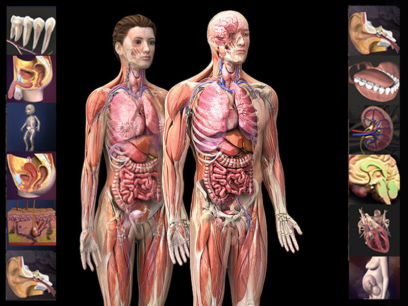 Anatomy là gì là câu hỏi thắc mắc của nhiều người