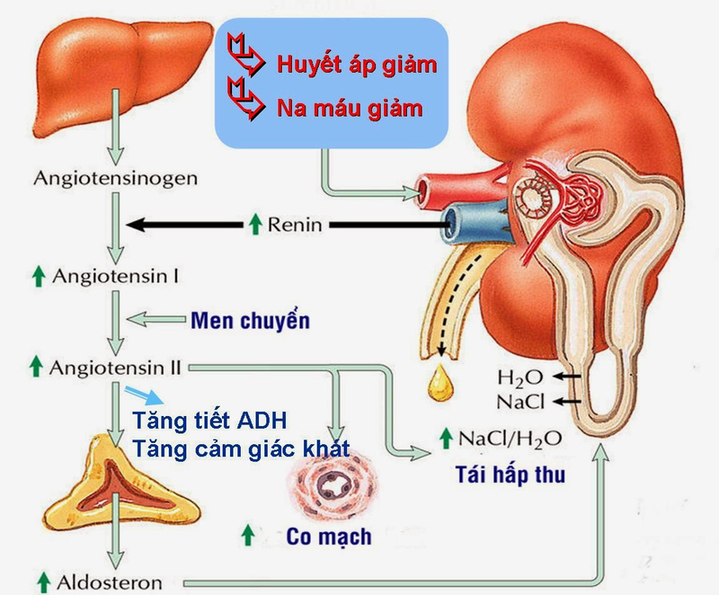 Angiotensin Aldosterone có vai trò gì trong điều hòa thể tích máu và huyết áp?