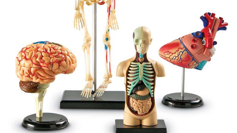 Atlas giải phẫu: Cẩm nang cần thiết lý giải chi tiết cơ thể người 1