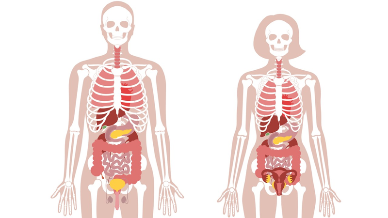 Atlas giải phẫu: Cẩm nang cần thiết lý giải chi tiết cơ thể người 2