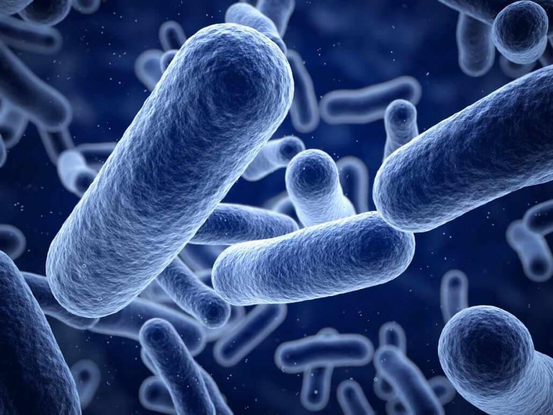 Bạn biết gì về vi khuẩn Listeria monocytogenes? 1