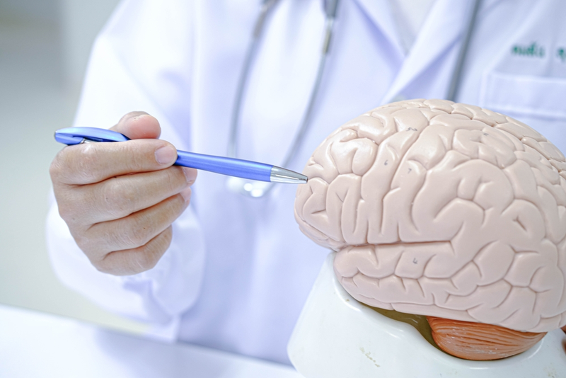 Bán cầu não phải có chức năng gì? Cách bảo vệ sức khỏe não 1