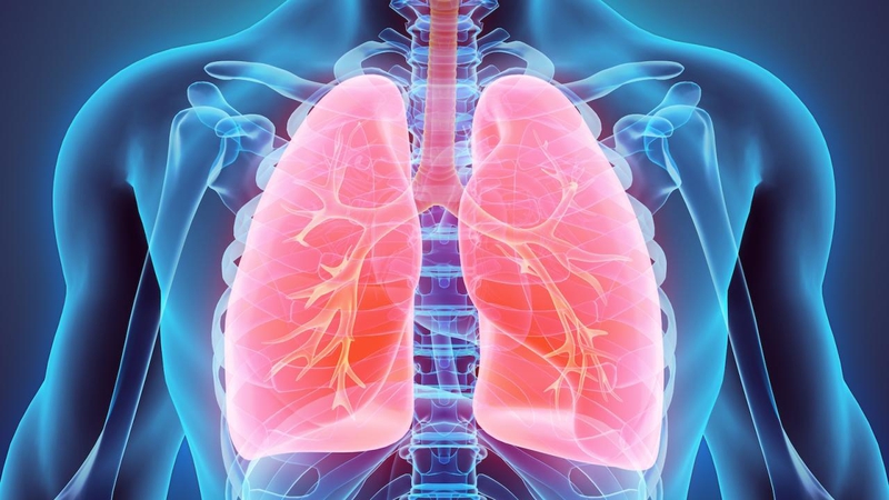 Bạn có biết phổi người nặng bao nhiêu 2
