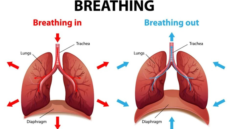 Bạn có biết phổi người nặng bao nhiêu 3