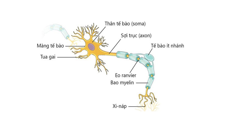 Bao myelin là gì? Bao myelin có tác dụng gì? 2