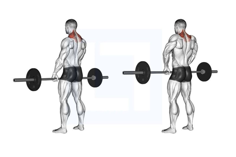 Barbell Shrugs là gì? Lợi ích và kỹ thuật tập luyện Barbell Shrugs 3