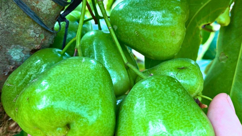Bật mí các công dụng hiệu quả của mận xanh đường đối với sức khỏe 1