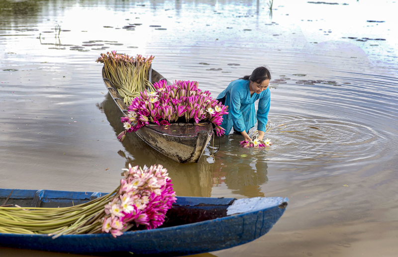 Bầu 3 tháng đầu ăn bông súng có sao không? Cần chú ý điều gì? 2