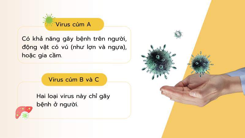 benh-cum-giai-dap-cac-cau-hoi-thuong-gap-ve-benh-cum-3.png