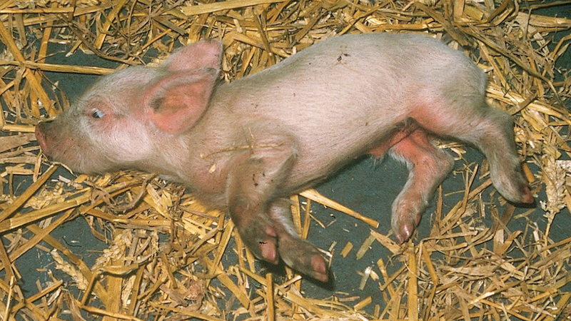 Bệnh giả dại ở lợn: Nguyên nhân, triệu chứng và cách xử lý bệnh 1