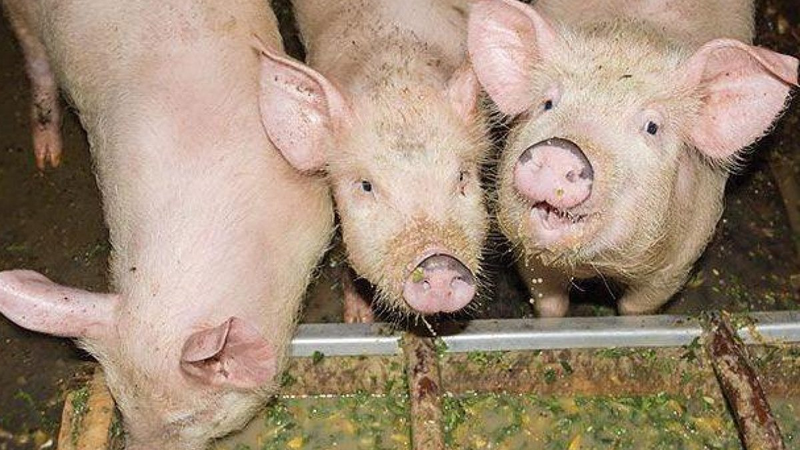Bệnh giả dại ở lợn: Nguyên nhân, triệu chứng và cách xử lý bệnh 3
