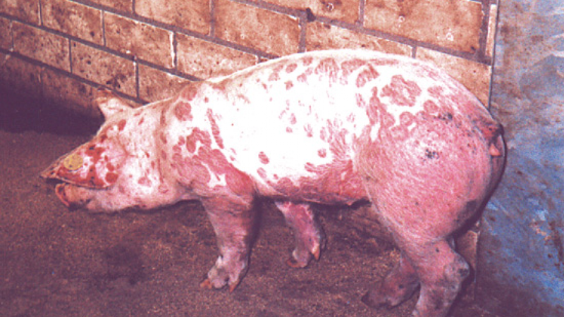 Bệnh giả dại ở lợn: Nguyên nhân, triệu chứng và cách xử lý bệnh 4