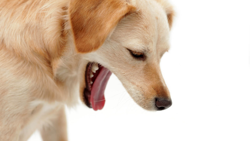 Triệu chứng bệnh Parvo ở chó