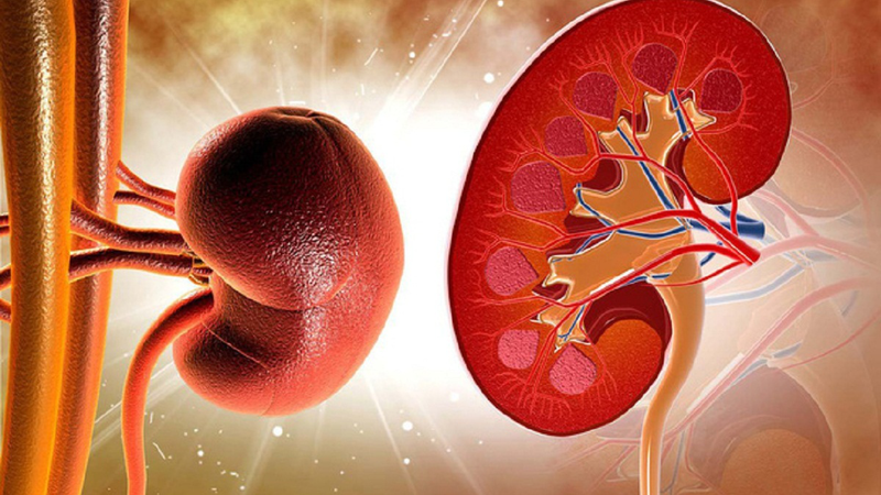 Bệnh suy thận ở người cao tuổi: Nguyên nhân và cách điều trị 1