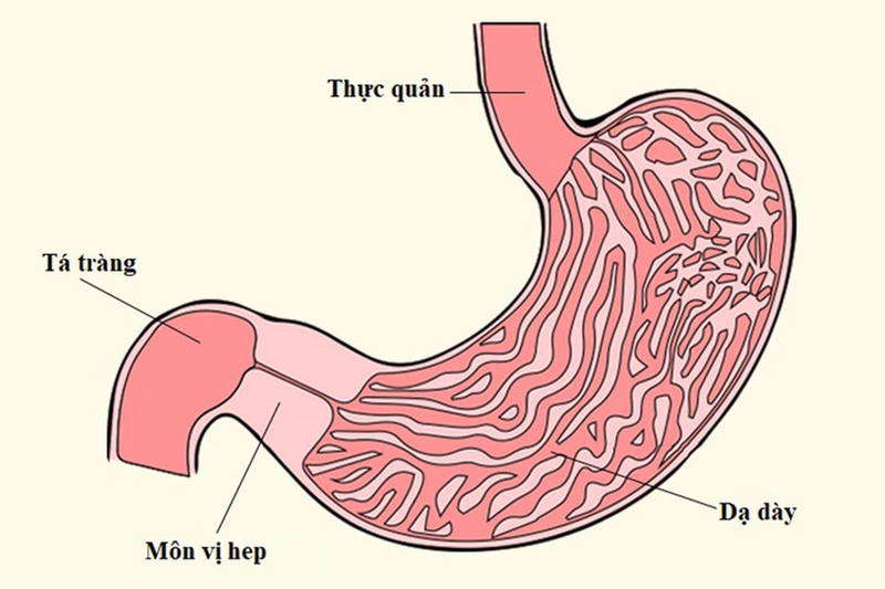 Bilirubin gián tiếp là gì? 3