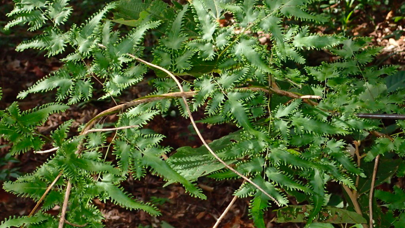 Cao bòng bong - Nhà thuốc FPT Long Châu