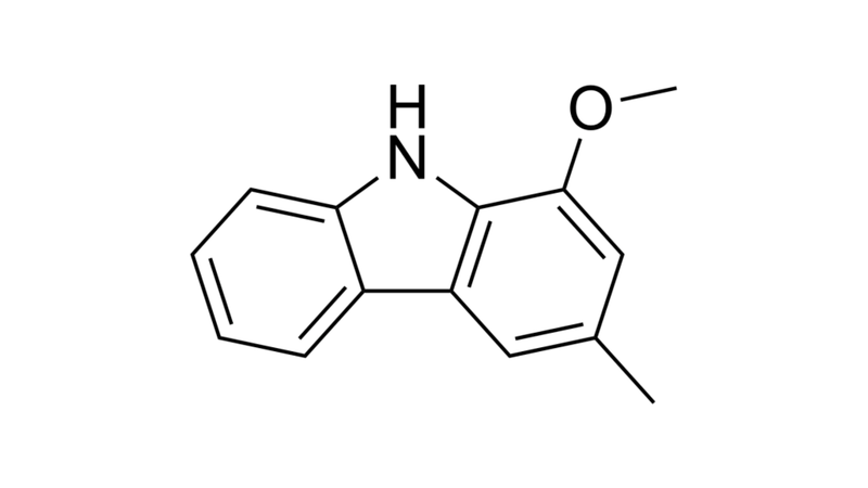 Bưởi bung - vị thuốc hỗ trợ sức khỏe phụ nữ sau sinh 3