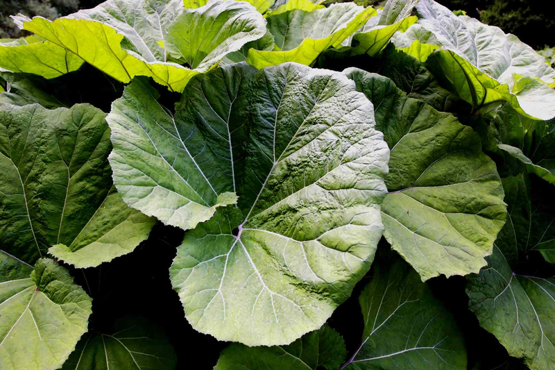 Butterbur là gì? Tìm hiểu về butterbur2