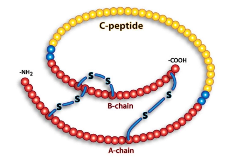 C peptide là gì? Ý nghĩa kết quả của xét nghiệm C peptide 1