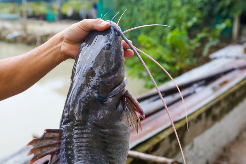 Cá lăng: Giá trị dinh dưỡng và lợi ích sức khỏe 4