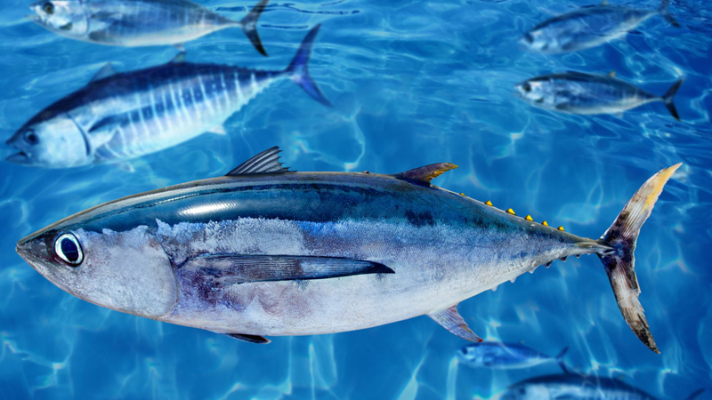 Cá ngừ vây xanh (Bluefin Tuna) là một trong những loài cá ngừ quý hiếm và có giá trị kinh tế cao nhất trên thế giới
