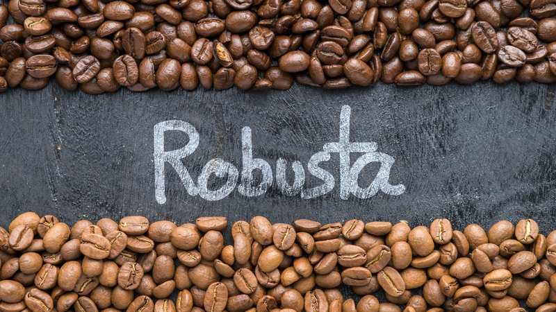 Cà phê Robusta là một trong hai giống cà phê phổ biến nhất hiện nay