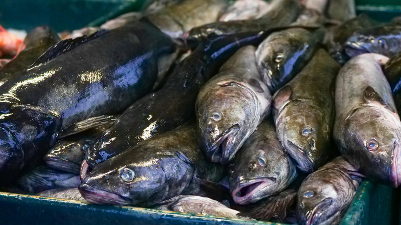 Hàm lượng omega-3 trong cá tuyết đen giúp tăng cường cholesterol tốt trong máu