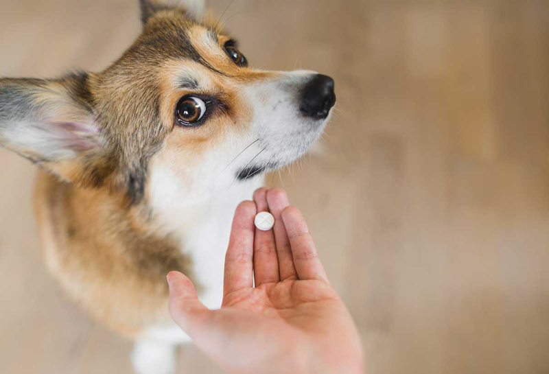 Các bệnh ký sinh trùng ở vật nuôi: Cơ chế lây nhiễm và cách phòng ngừa 3