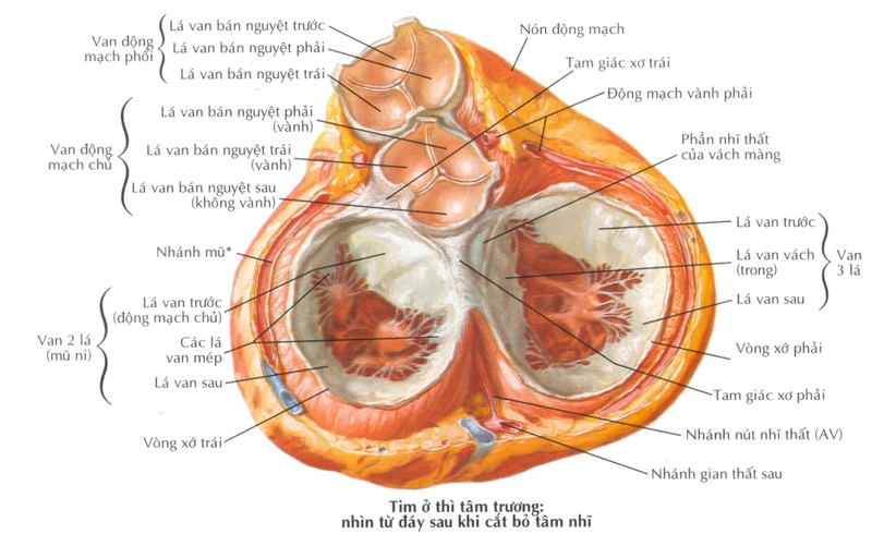 Các bệnh lý về van bán nguyệt 1