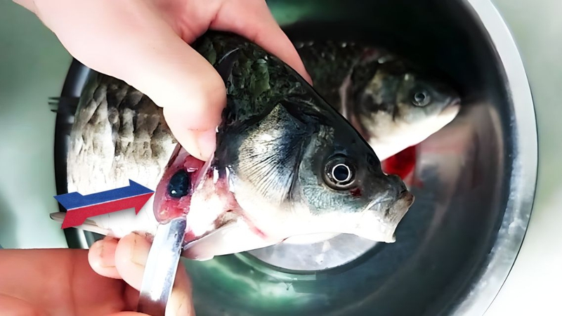 Cũng có các bộ phận của cá tuyệt đối không nên dùng như mật cá